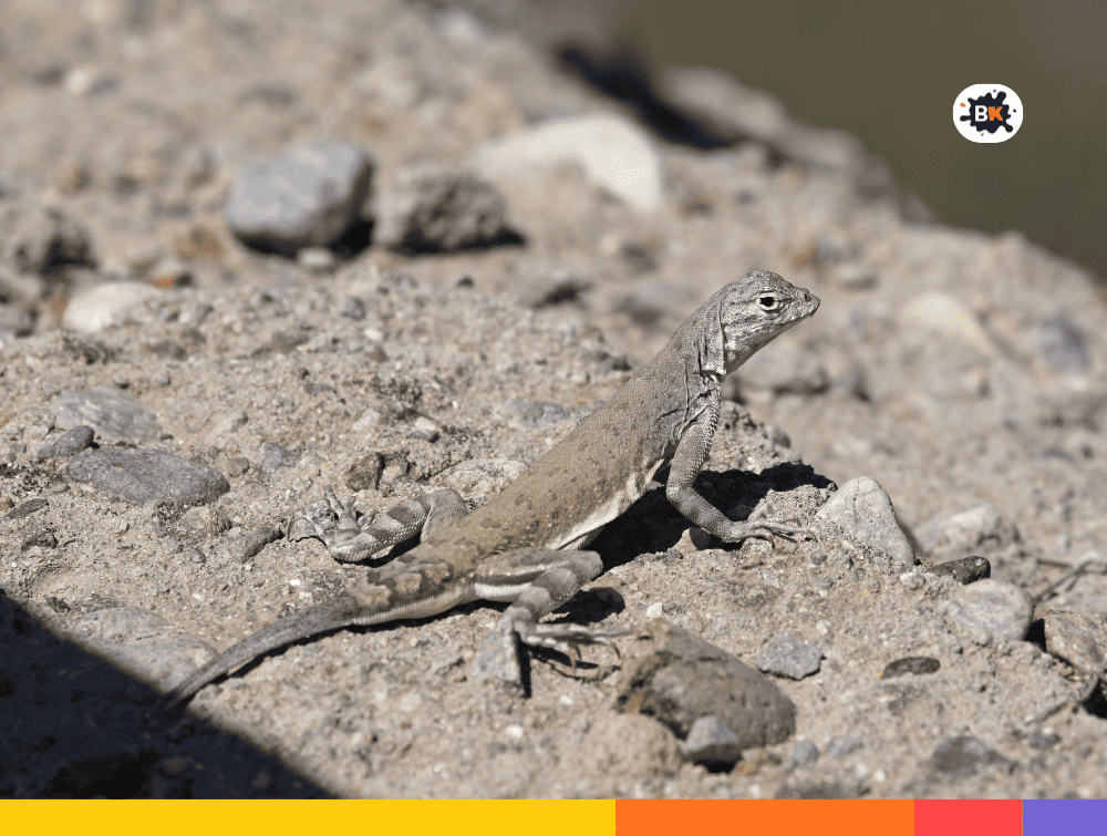 Earless Lizards Gray Thing