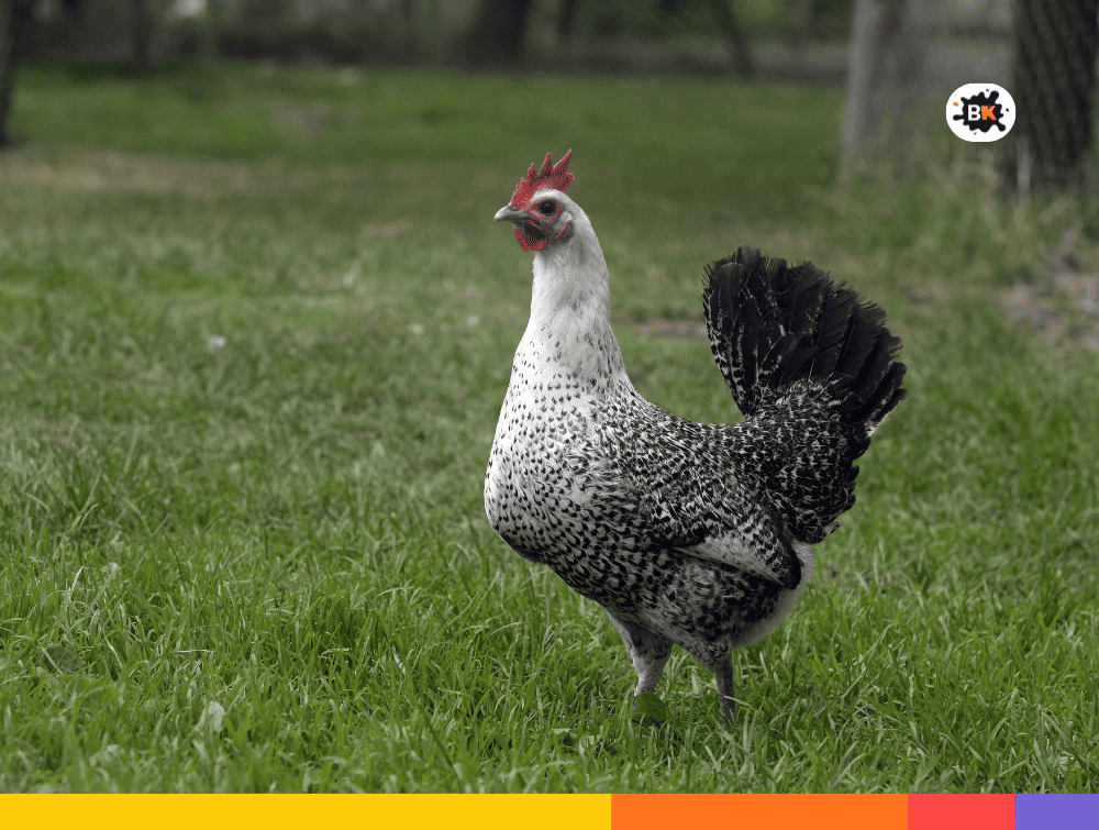 Egyptian Chicken Gray Thing