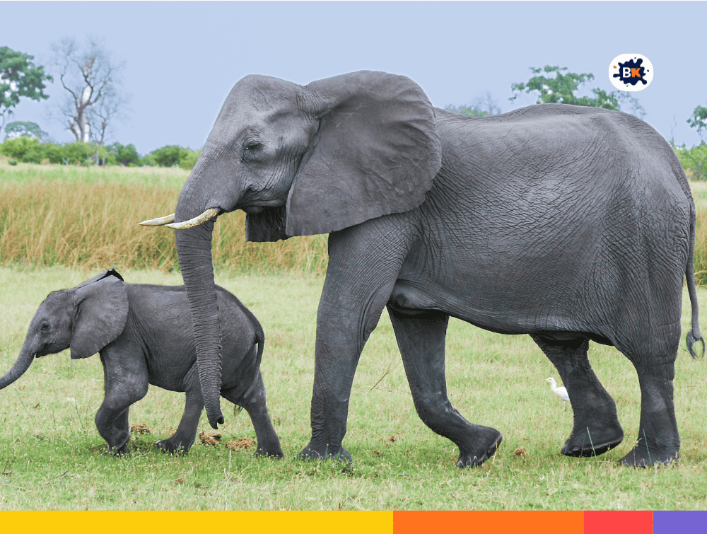 Elephant Gray Thing