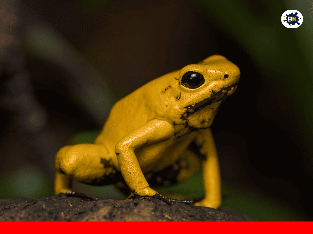 Frog Golden Thing