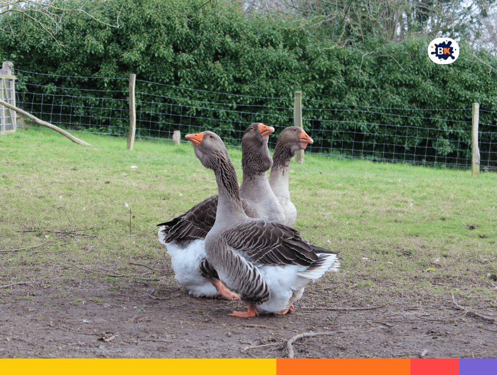 Geese Gray Thing