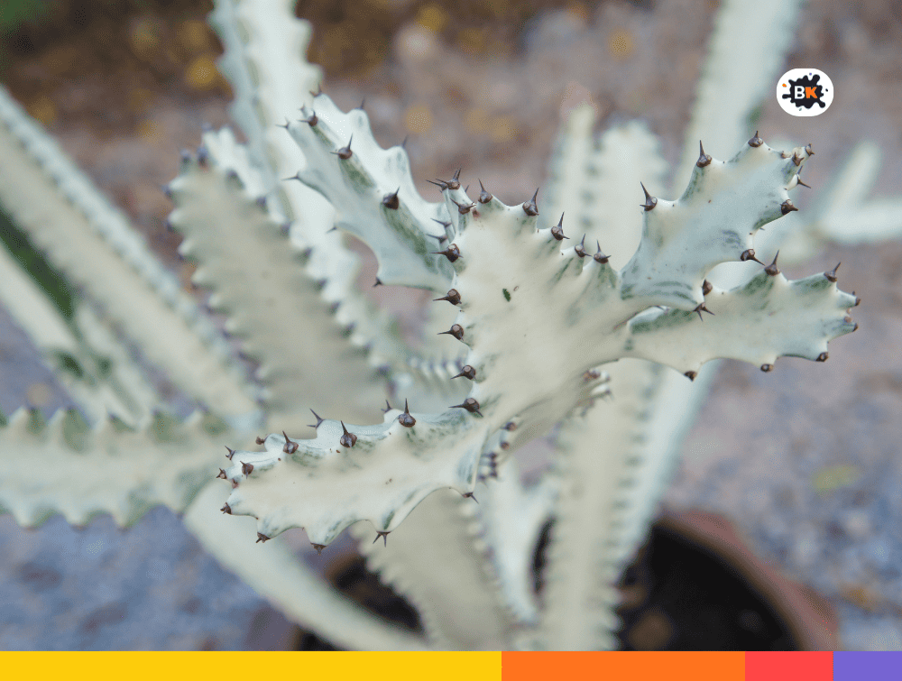 Ghost Cacti Gray Thing