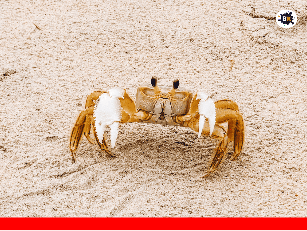 Ghost Crab Golden Thing