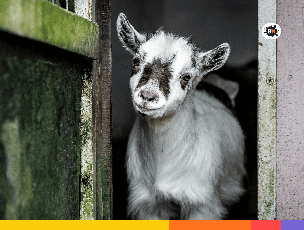 Goat Gray Thing