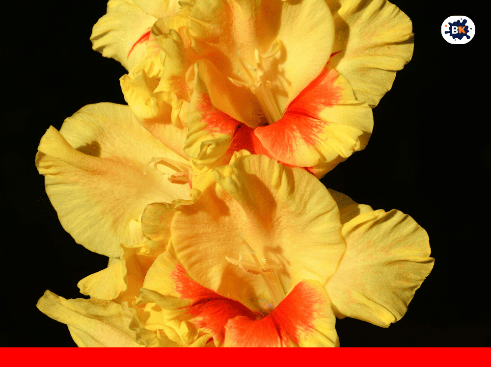 Golden Iris Golden Thing