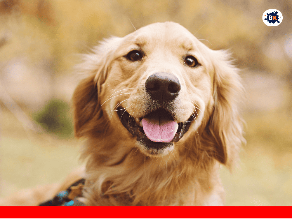 Golden Retriever Golden Thing
