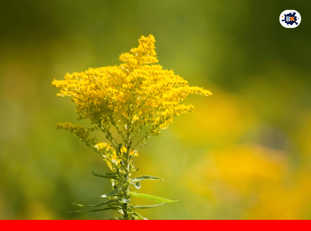 Goldenrod Golden Thing