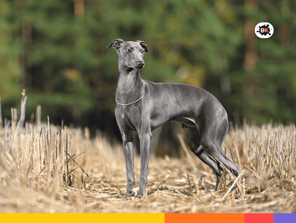 Greyhound Gray Thing