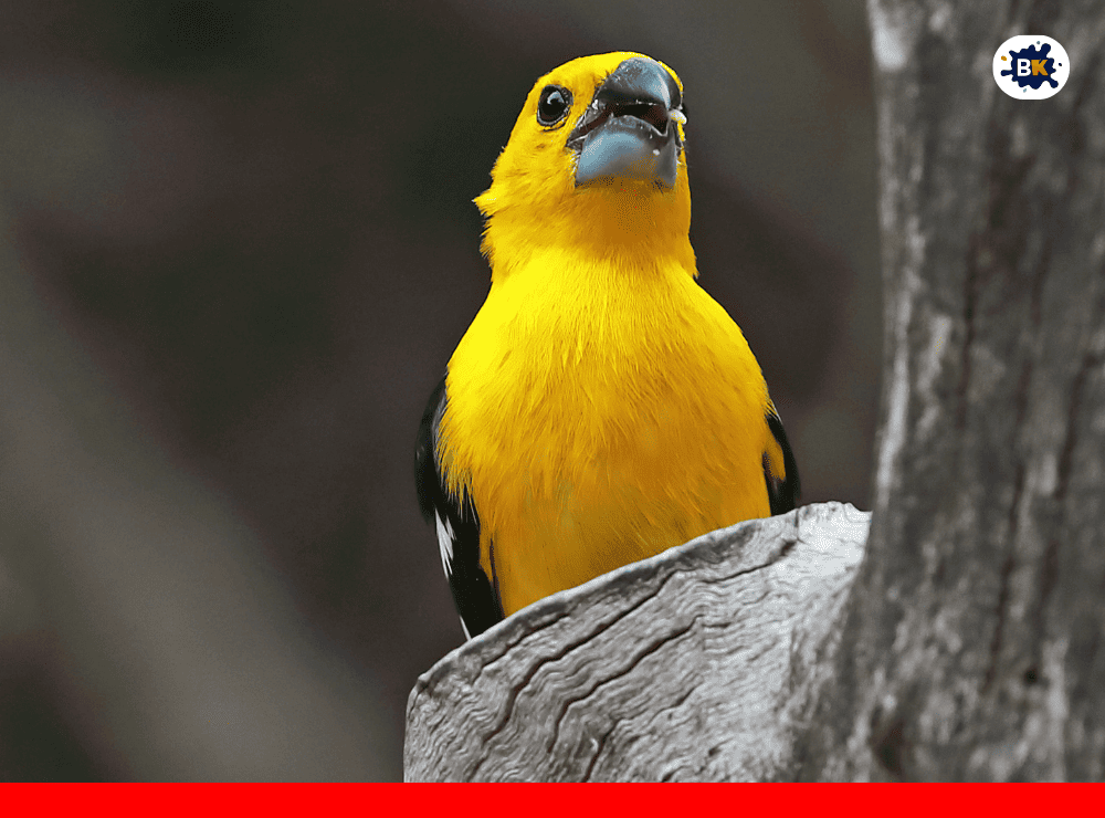 Grosbeak Golden Thing