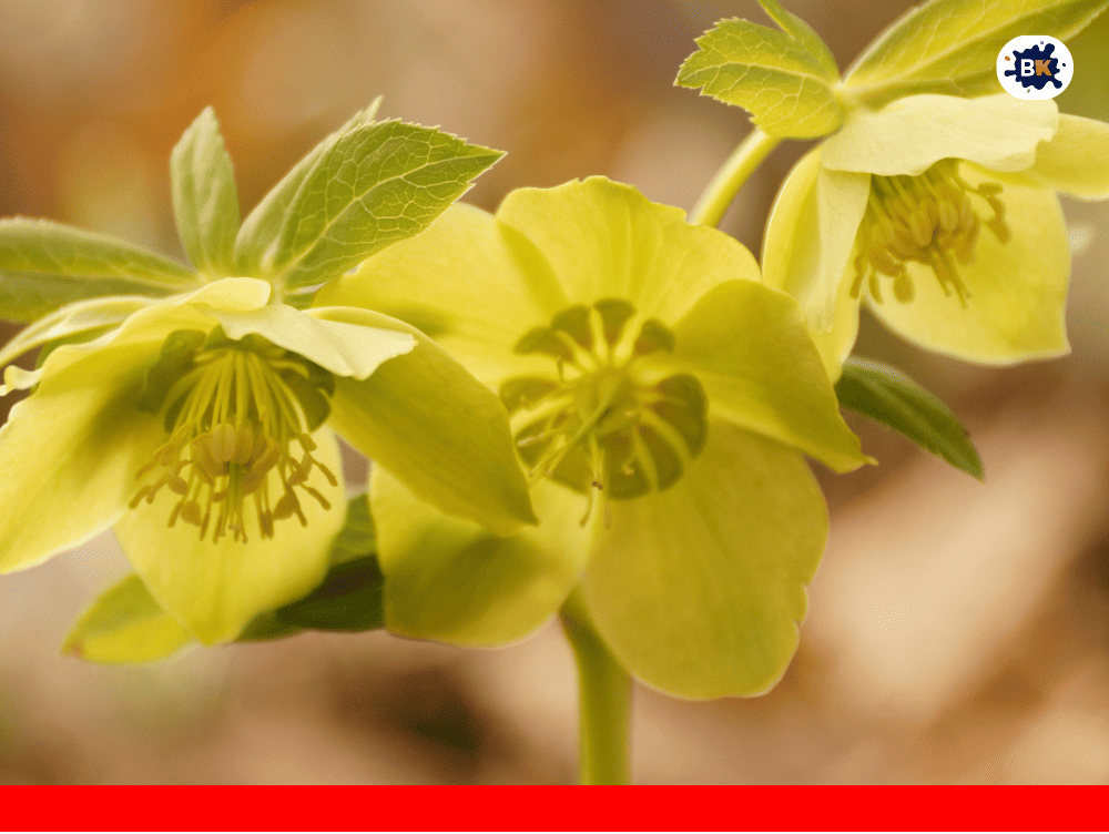 Hellebores Golden Thing