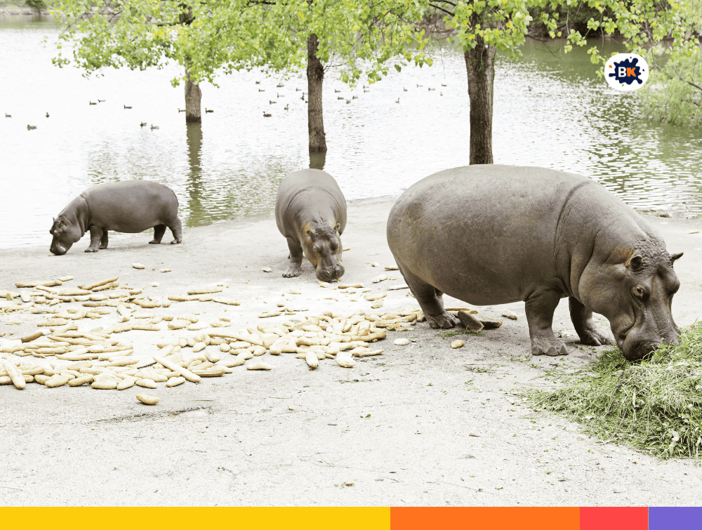 Hippos Gray Thing