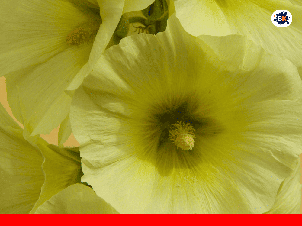 Hollyhock Golden Thing