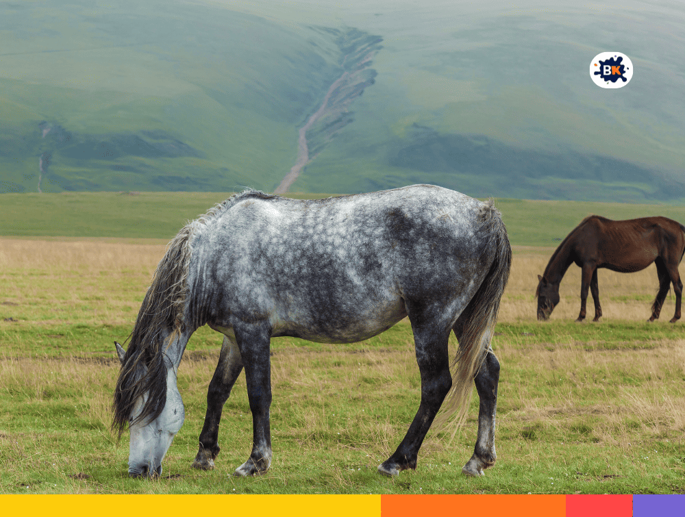 Horse Gray Thing