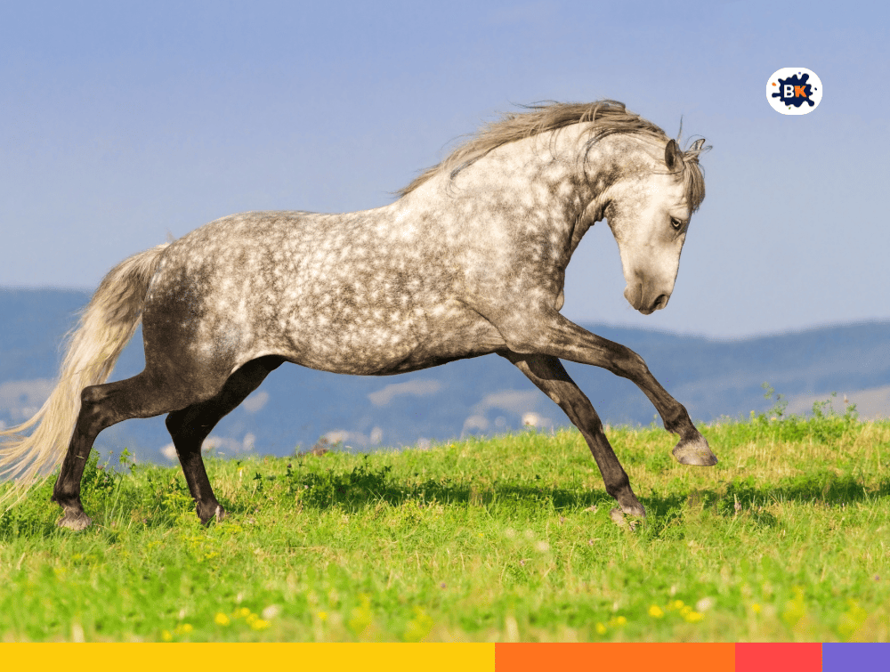Horse Gray Thing