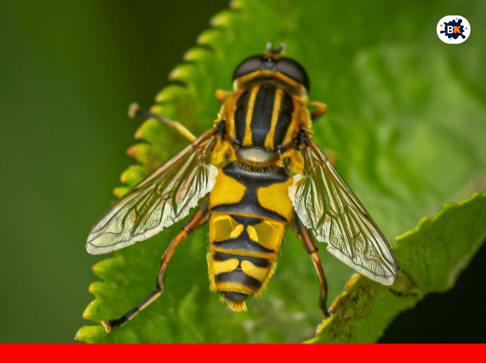 Hoverfly Golden Thing