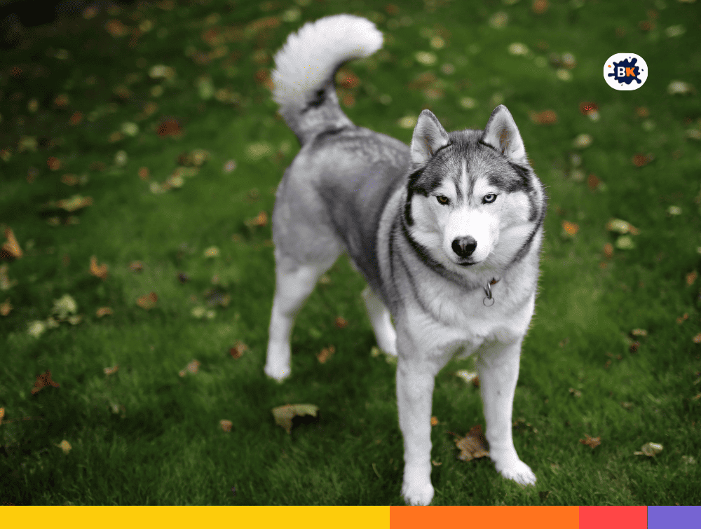 Huskies Gray Thing