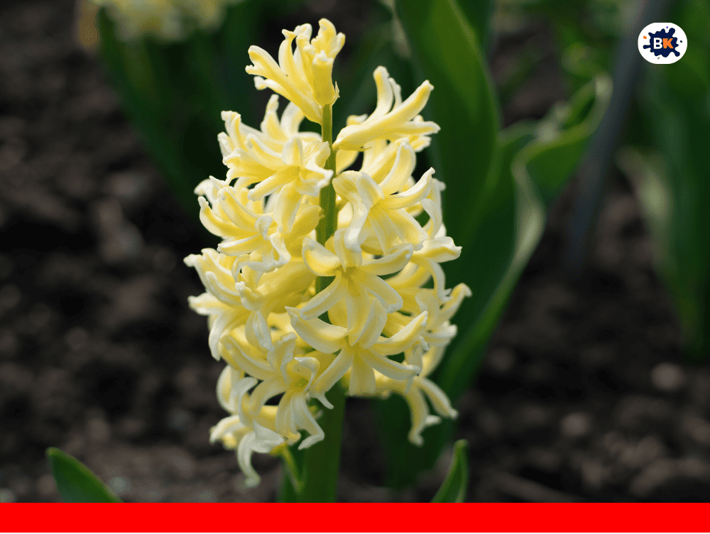 Hyacinth Golden Thing
