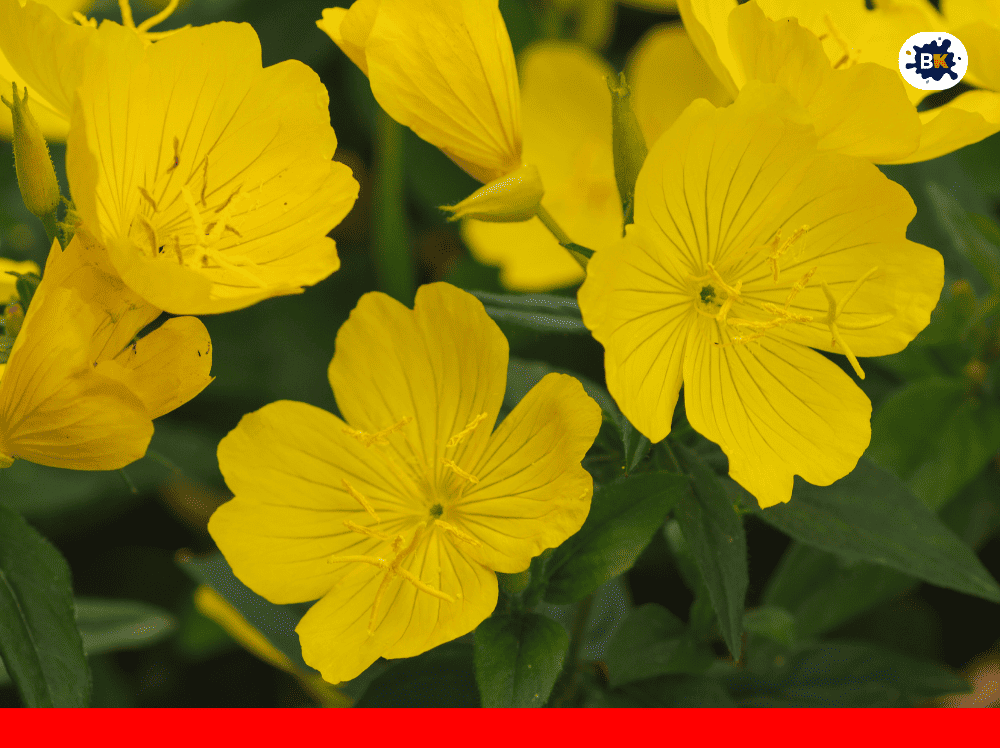 Impatiens Golden Thing