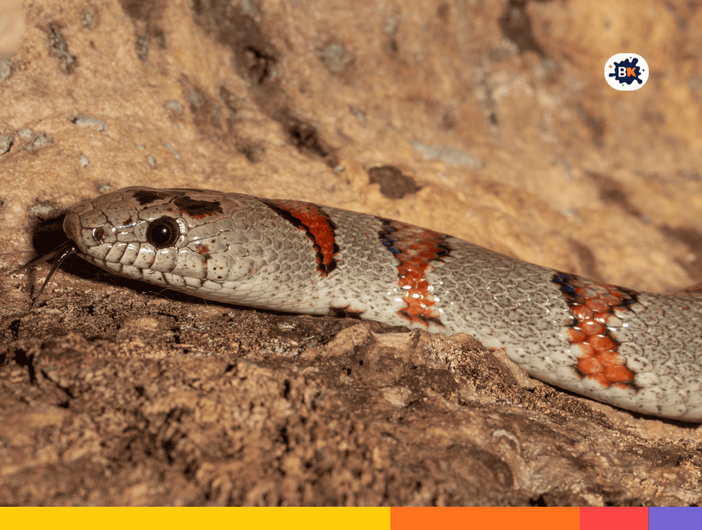 Kingsnake Gray Thing