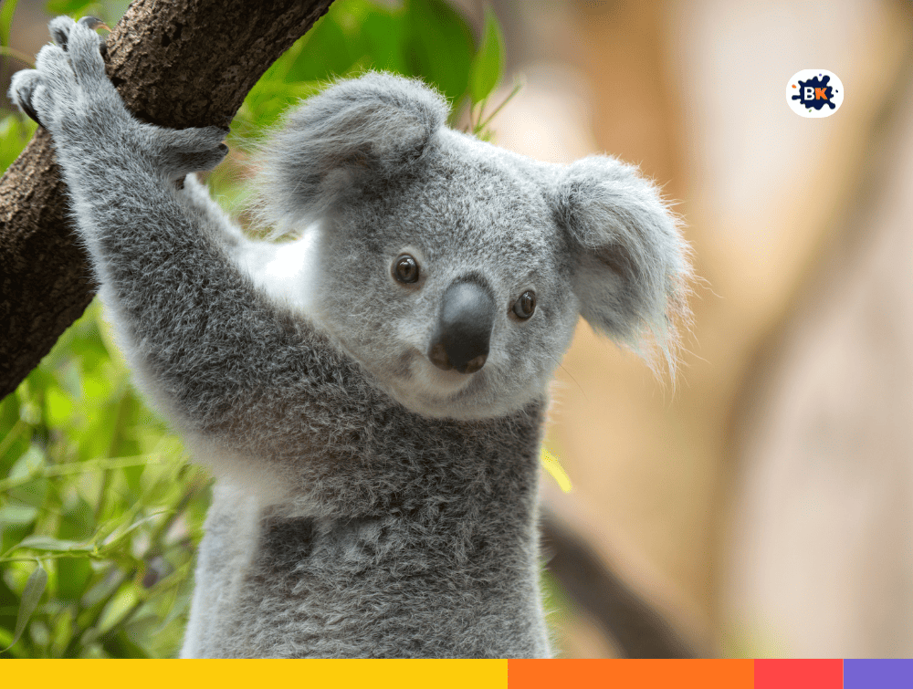 Koalas Gray Thing
