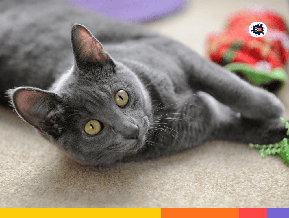 Korat Cats Gray Thing