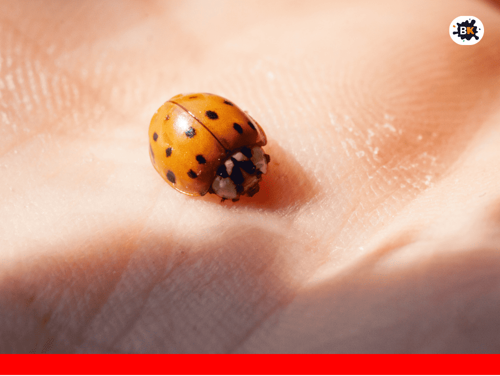 Ladybug Golden Thing