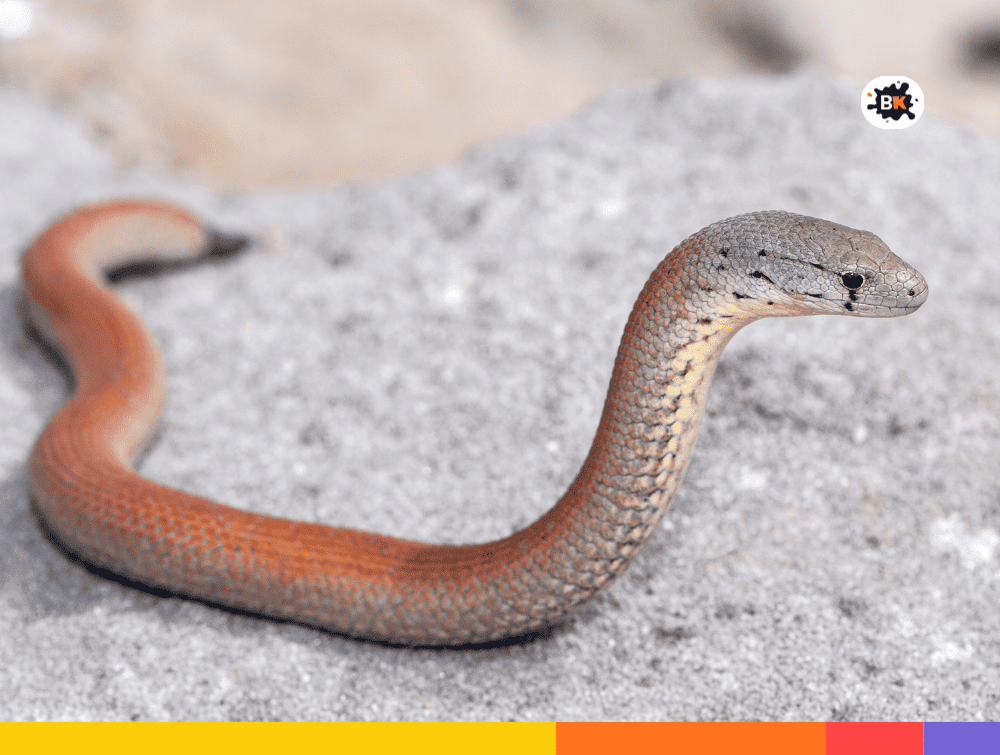 Legless Lizards Gray Thing