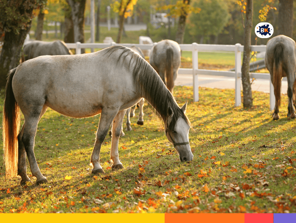 Lipizzan Horse Gray Thing