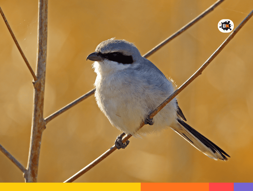 Loggerhead Shrike Gray Thing