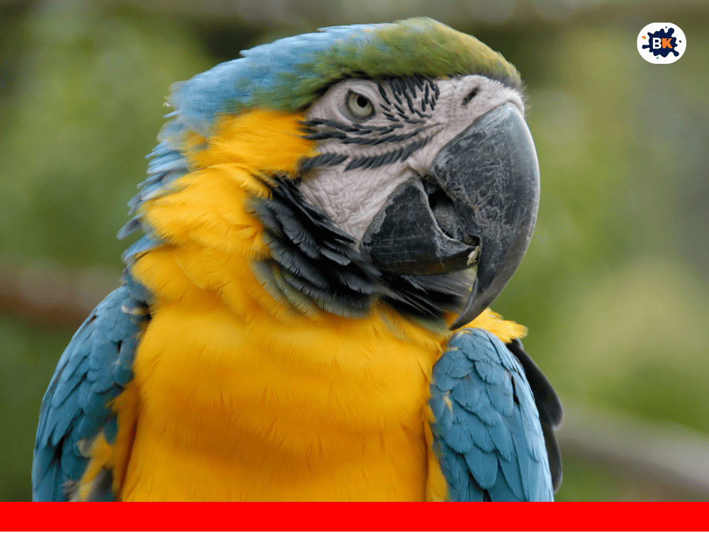 Macaw Golden Thing