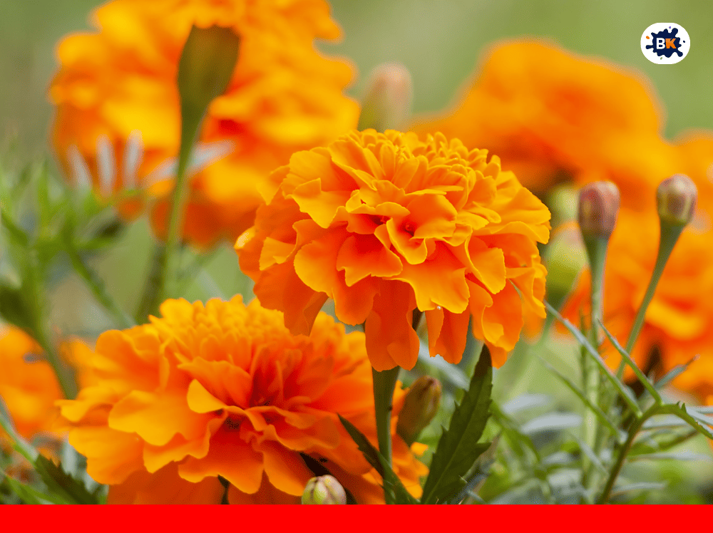 Marigold Golden Thing