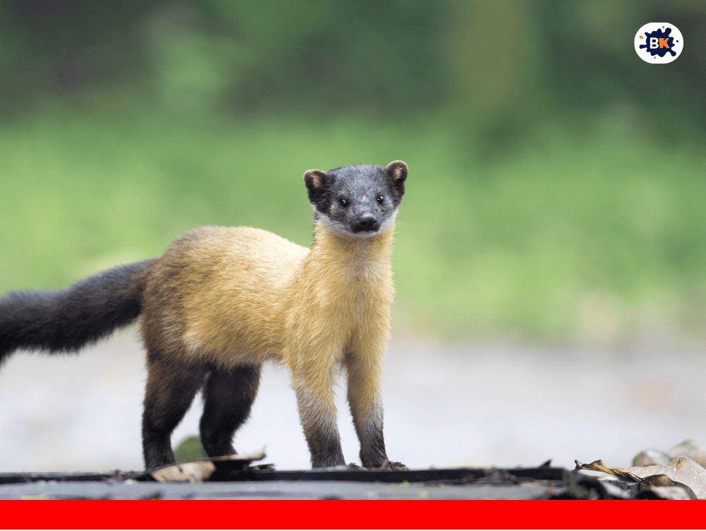 Marten Golden Thing