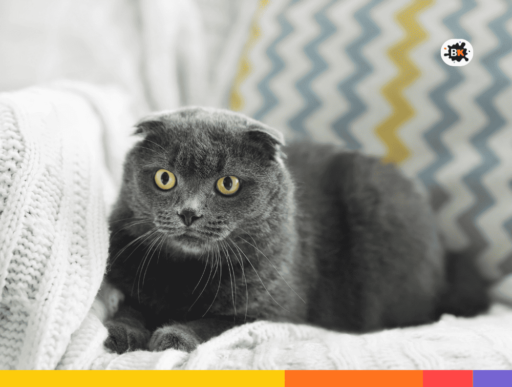 Nebelung Cats Gray Thing