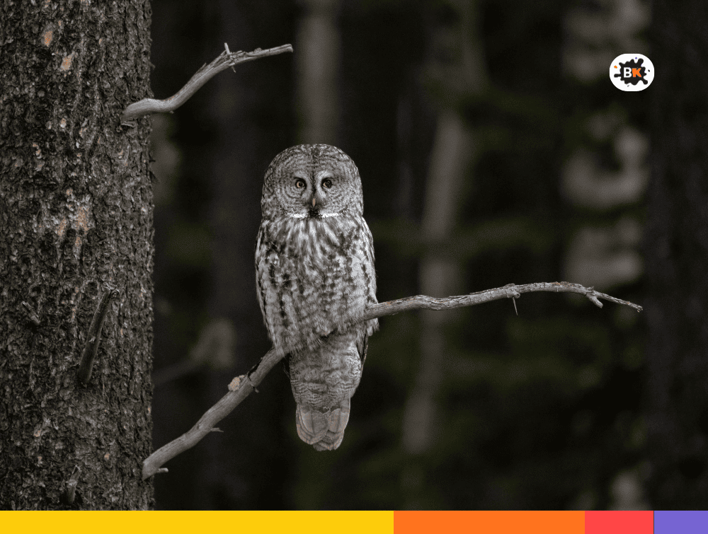 Owls Gray Thing