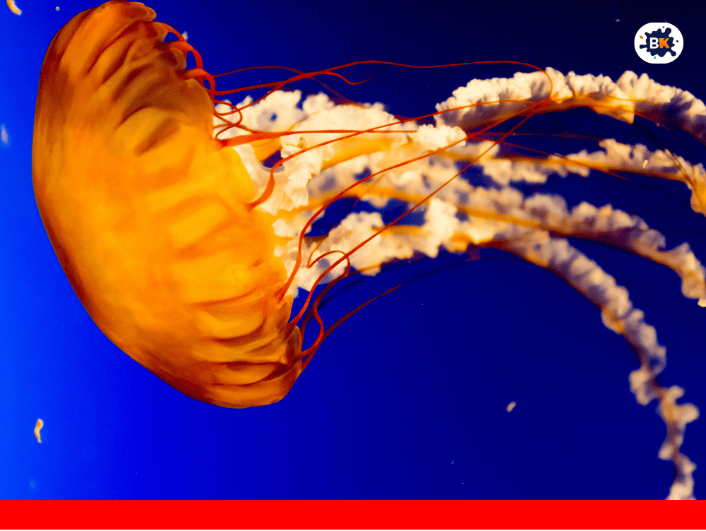 Pacific Sea Nettle Golden Thing