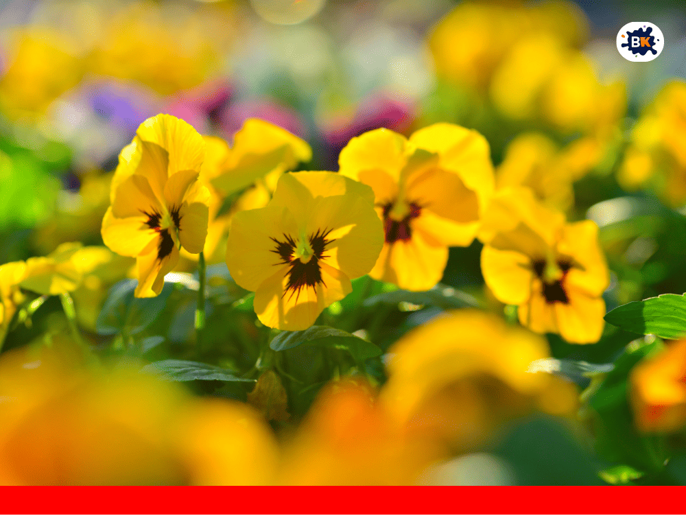 Pansy Golden Thing