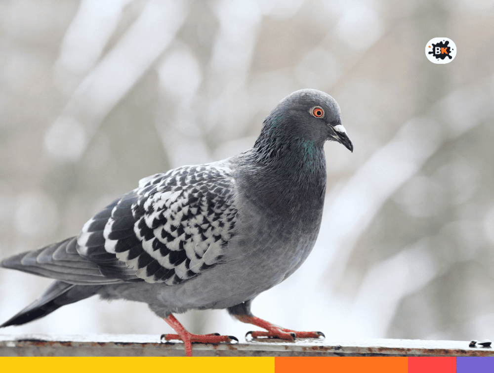 Pigeon Gray Thing