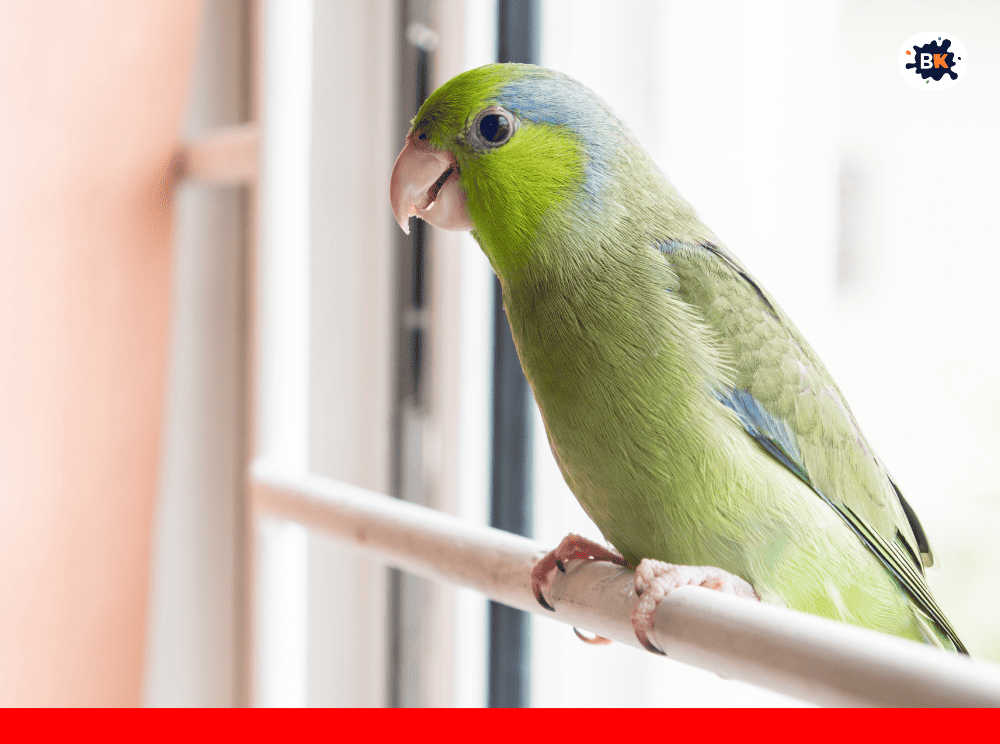 Pocket Parrot Golden Thing