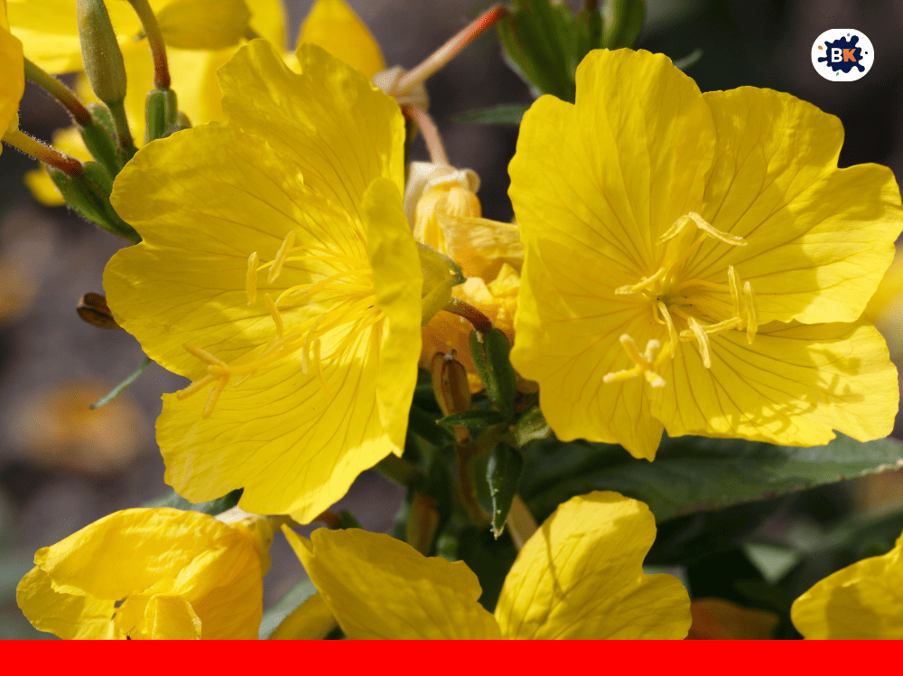 Primrose Golden Thing