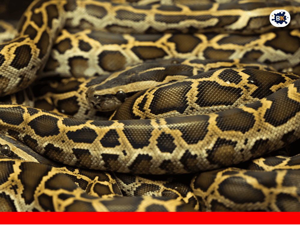 Python Golden Thing