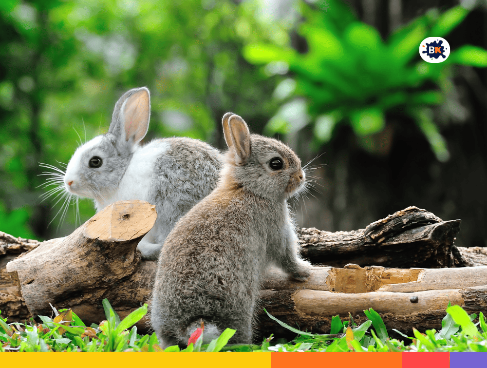 Rabbit Gray Thing