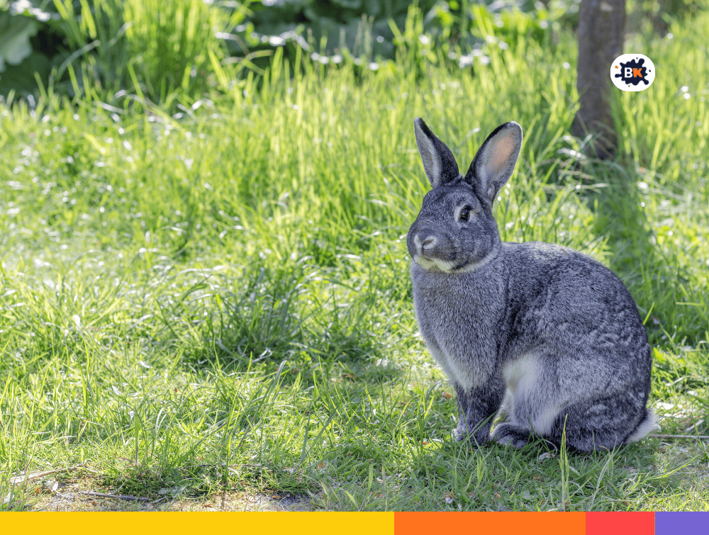 Rabbit Gray Thing