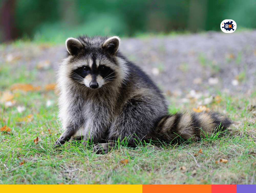 Raccoons Gray Thing