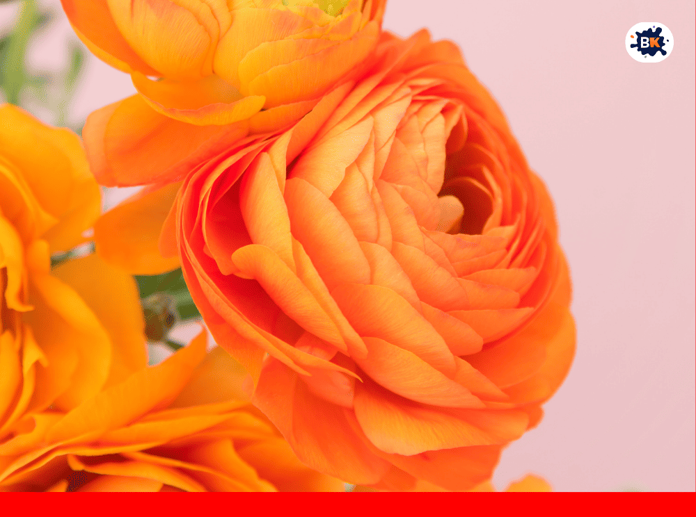 Ranunculus Golden Thing