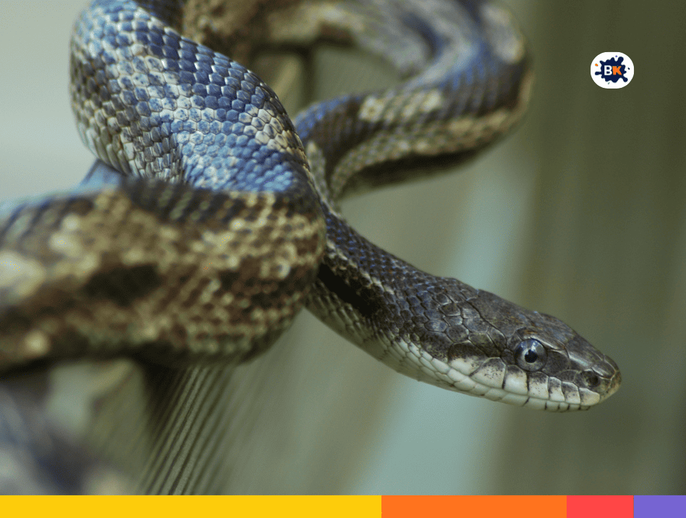 Rat Snake Gray Thing
