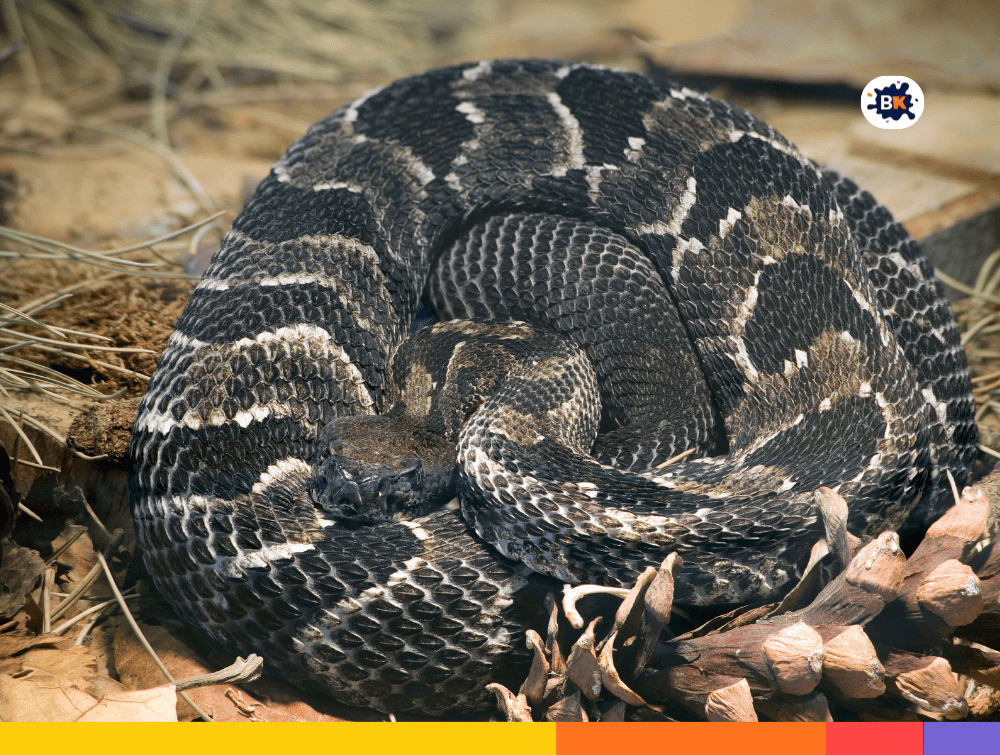Rattlesnakes Gray Thing