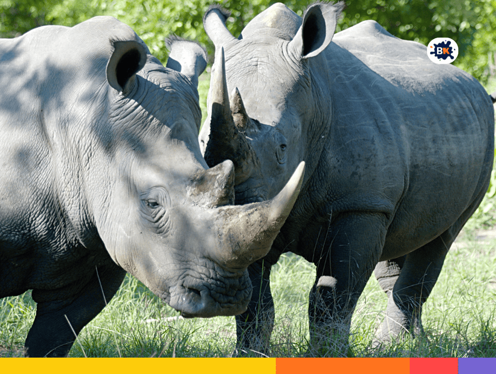 Rhinoceroses Gray Thing