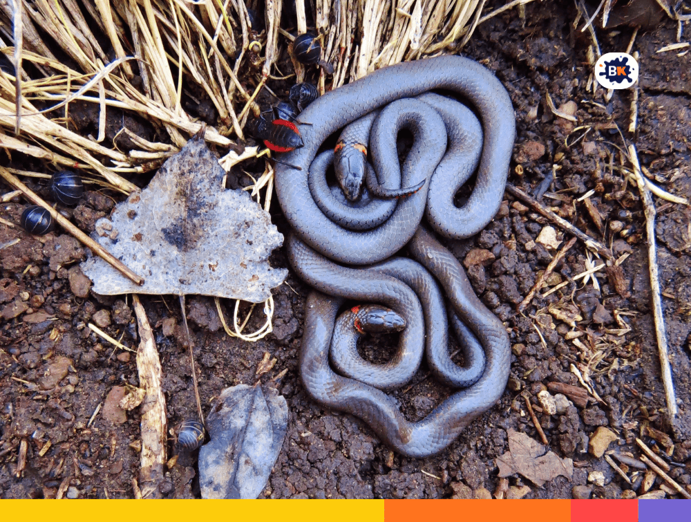 Ring-Necked Snake Gray Thing