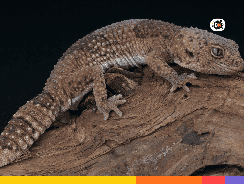 Ring-Tailed Geckos Gray Thing