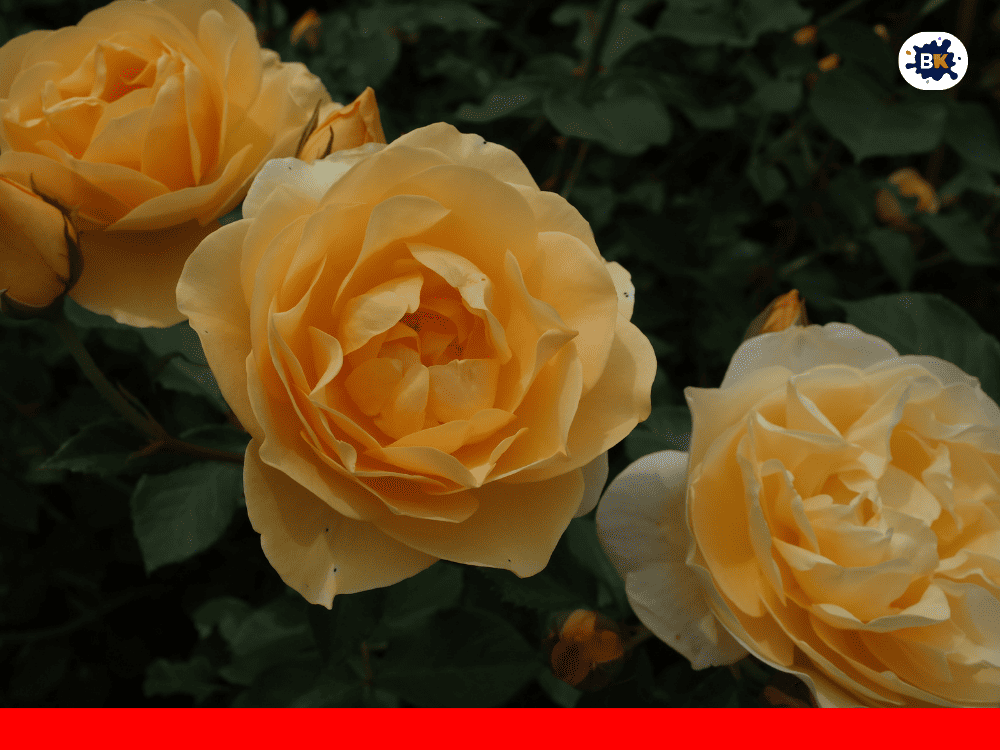 Rose Golden Thing